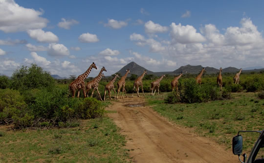 Reticulated Giraffes in Samburu